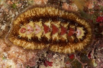 Media type: image;   Malacology 384364